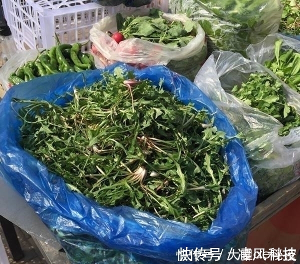 阳台上|天冷就吃这种“野菜”,种子撒一把,30天长成一盆