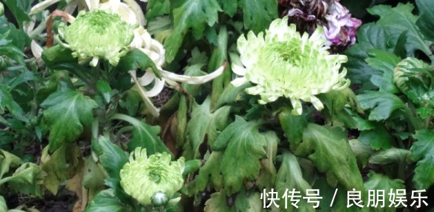 喜欢菊花,不如养盆优良名菊‘绿萍’颜色嫩如玉,清新淡雅