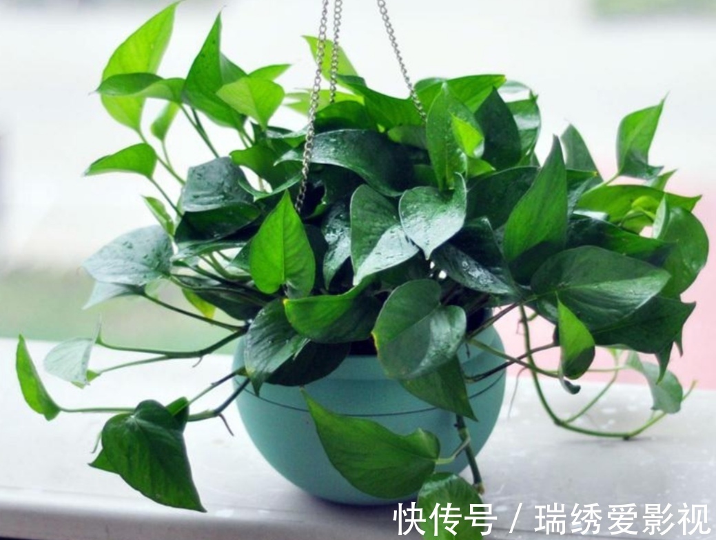 绿萝喜欢喝“2种水”,半个月浇一次,叶子变得油绿又光亮