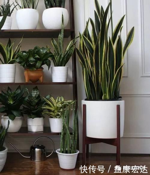 虎尾兰|客厅适合养的5种“耐旱花”,1个月不用浇水,反而爆盆!