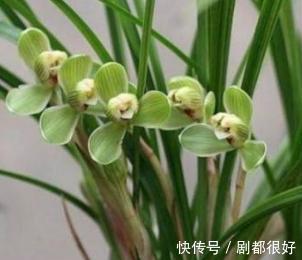 兰科兰|春兰什么时候开花,春兰花期前这样养护能够花开爆满盆