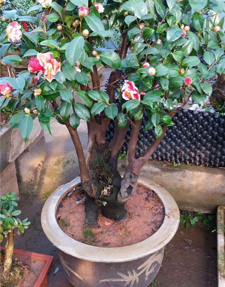 花苞|怎样才能让茶花多开花?做到3个技巧,防止花蕾掉落,花开不停