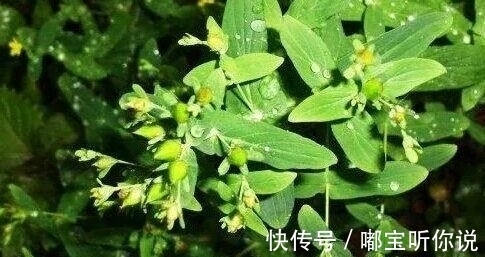 祛风通络|农村有一种野草，有着祛风通络的功效，还能拿来炒菜？