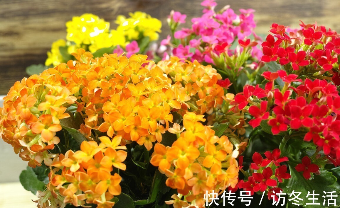 肥水|在家就能制作的养花肥水,制作方法简单,肥效好