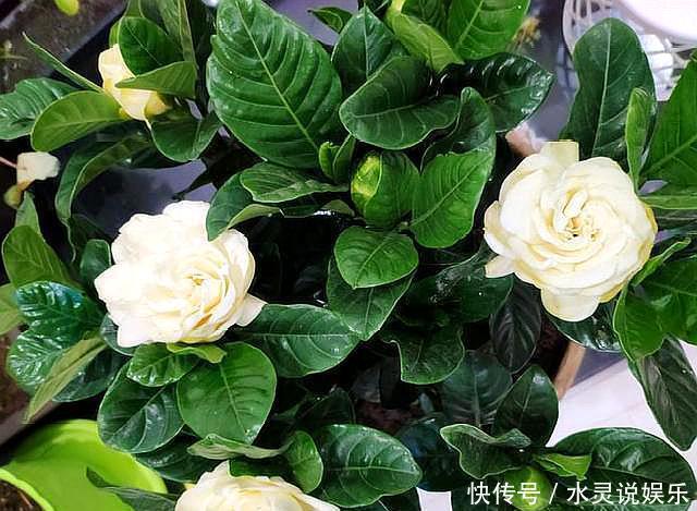枝头|养栀子花，记住“8个字”，永远不黄叶，叶片油绿，枝头窜满花苞