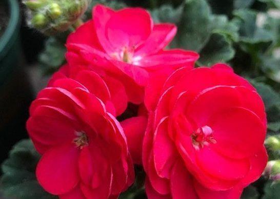 友好|4款花又美又香,花量繁多,全年开不停,对待新手很友好