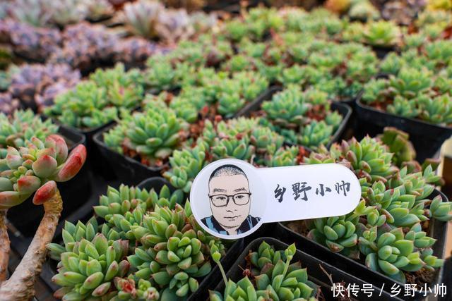 多肉植物|多肉叶片干瘪，不一定是缺水，可能是因为这些原因听听小帅怎么说