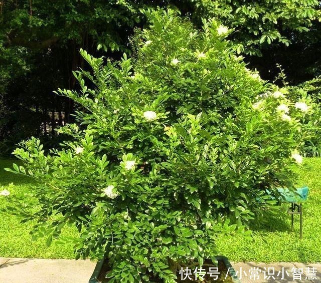 花香|少抽两包烟,此花也要栽2株,花香不输给桂花,好养又好看!