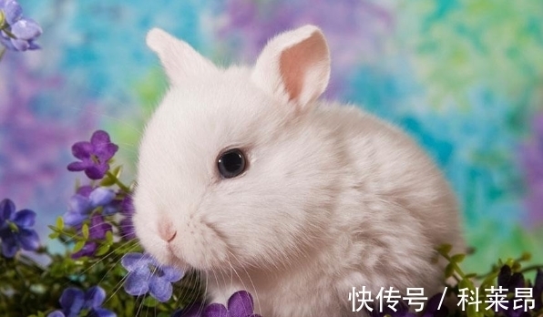 羊人|11月后属兔、属牛、属羊开运攻略,走出低谷,晦气全消,想啥来啥