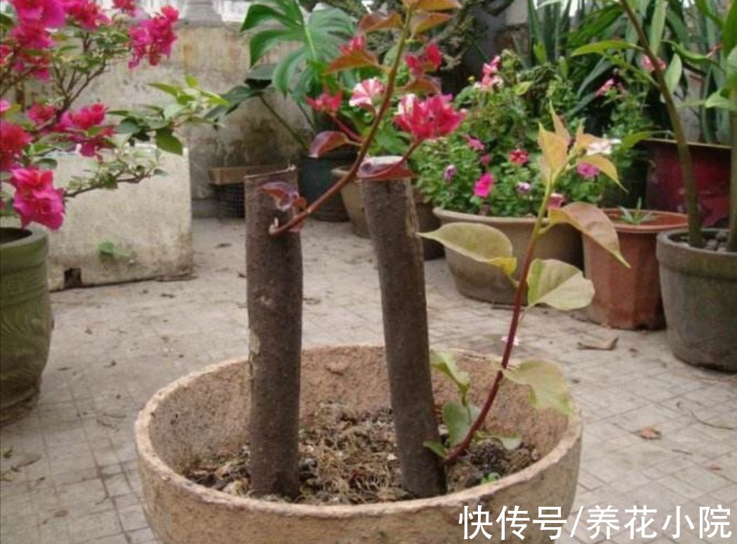 成活率|扦插花卉，总是不生根，大多是3个方面没做好