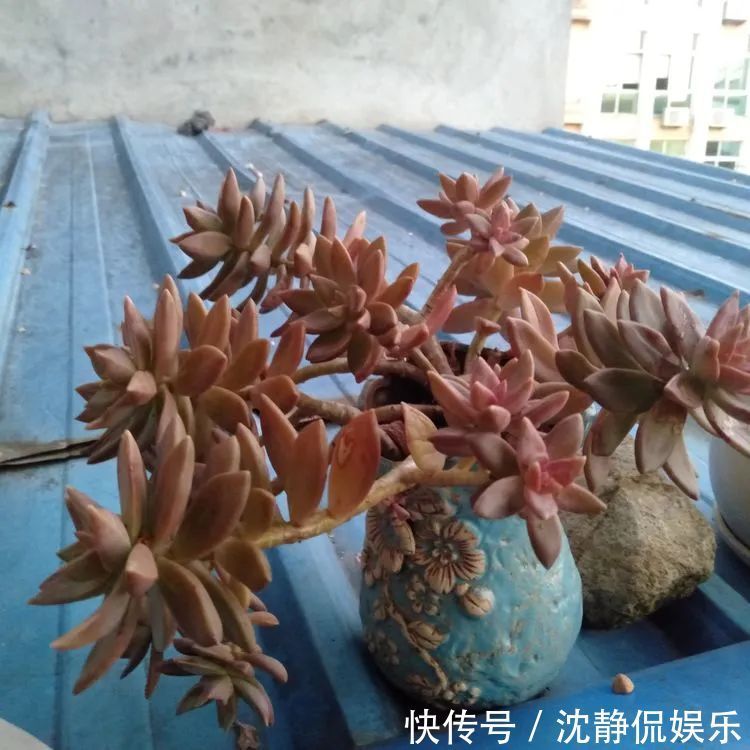 昂斯诺|一直都养不活花,直到遇见了多肉!只要用心,就能变美!