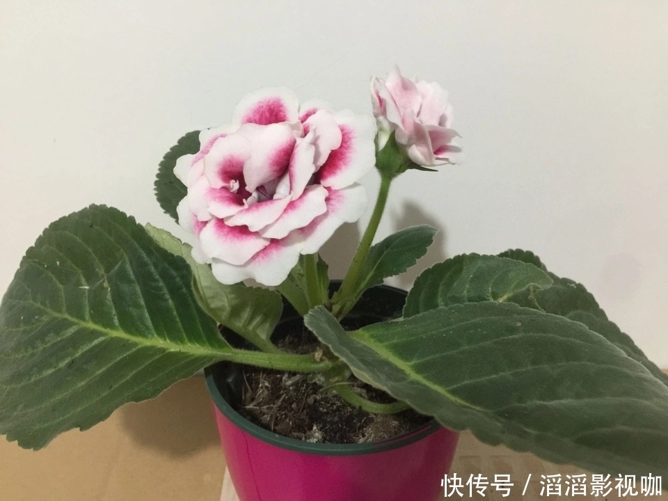爆盆|大岩桐扦插生根不发芽只需换个位置,快速抽枝发芽,开花赛牡丹