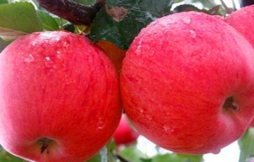 美容养颜|聪明人都在吃3种食物,美容养颜、延缓衰老,身体棒棒哒!