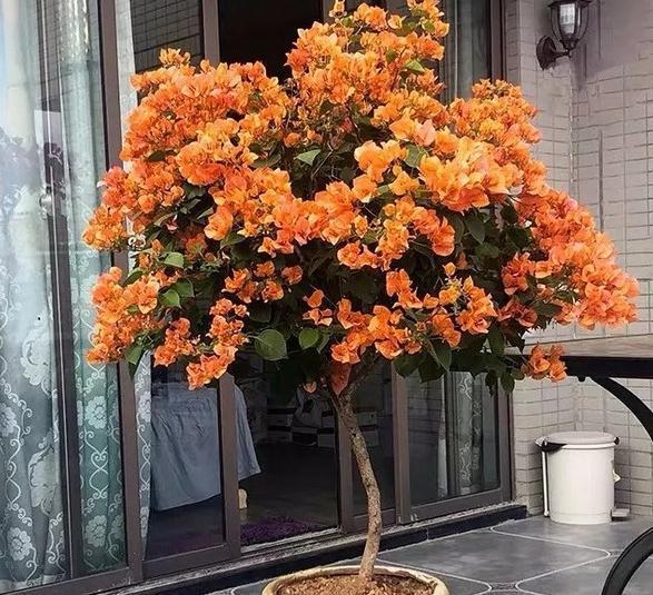 三角梅入秋管理做好4点,花开到过年