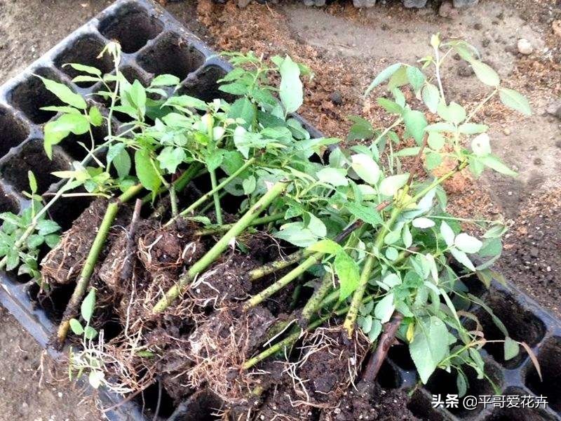 养花|“3种花”适合9月扦插，温度适宜，生根快，而且不黑腐、不烂根