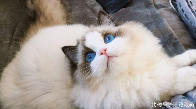 到底有没有短毛布偶猫