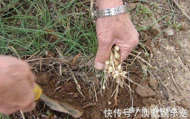 我们来了|遇见了，请你尽量摘叶子，别挖根，答应我，它太珍贵了