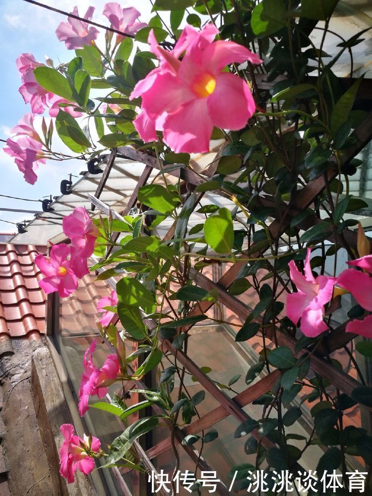 石竹|5月6日开始,家养此款花卉,花色鲜红有生机,花美色艳,四季赏花