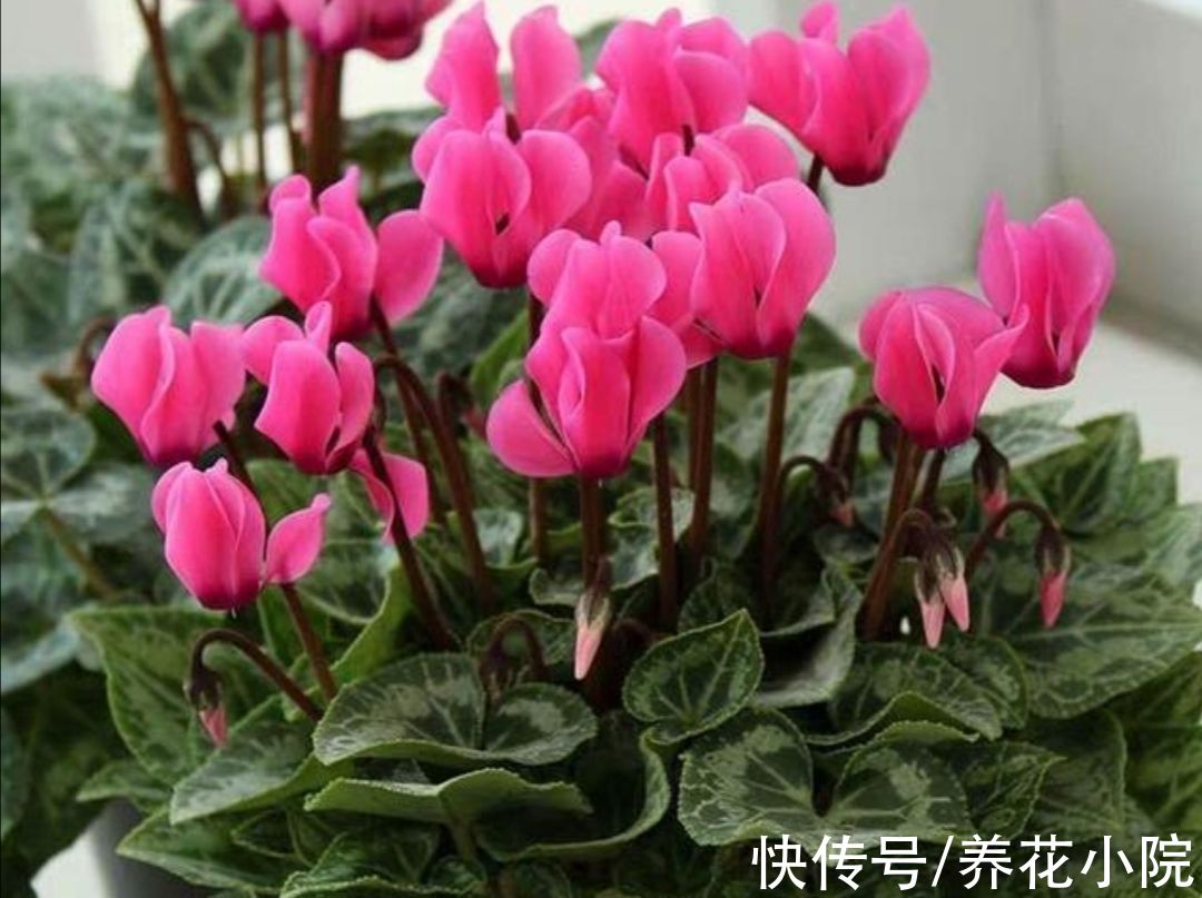 4种“球根花”，栽土里就能活，开花漂亮又好养