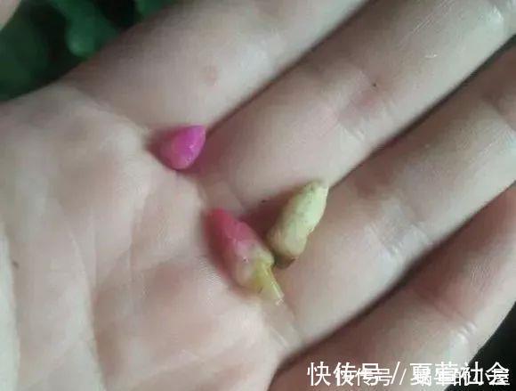 养花技巧:蟹爪兰一片叶子,蹿出10个花苞,给它喂啥好东西了
