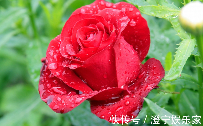 恋爱之花|此花是恋爱之花,花色娇艳欲滴,有一种成熟的美感