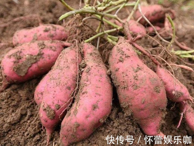 红薯|气血不足、脸色蜡黄怎么办？常吃4种食物，好气色养出来