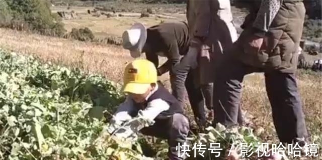 萝卜|萌娃跟着爷爷拔萝卜,接下来的一幕让人哭笑不得:这就是四脚朝天