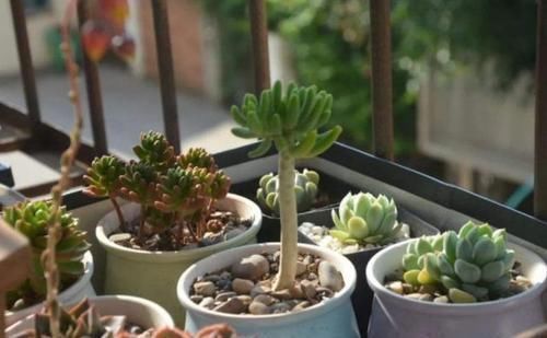 养花土壤结成快学会这几招,土壤疏松又透气,花开一茬接一茬