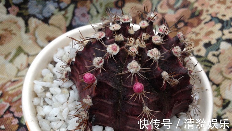 在家就养四种花，名字好听还旺运，简单养护一下，蹭蹭长爆盆