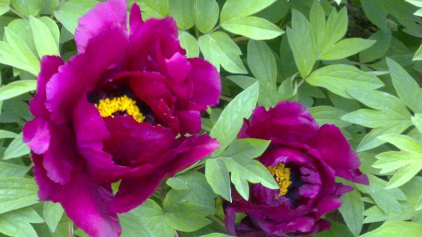 牡丹真国色&刘禹锡为了抒发壮志,写了一首诗赞扬牡丹,最后两句流传千古