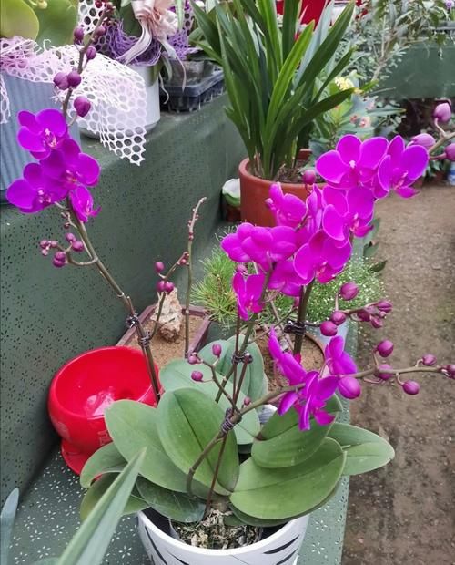  服盆|新买的花，4件事别做错，否则不易服盆，难养活