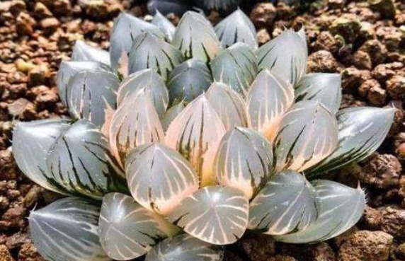 空气|有一植物长得晶莹剔透,颜值超高,可净化空气,吸收辐射