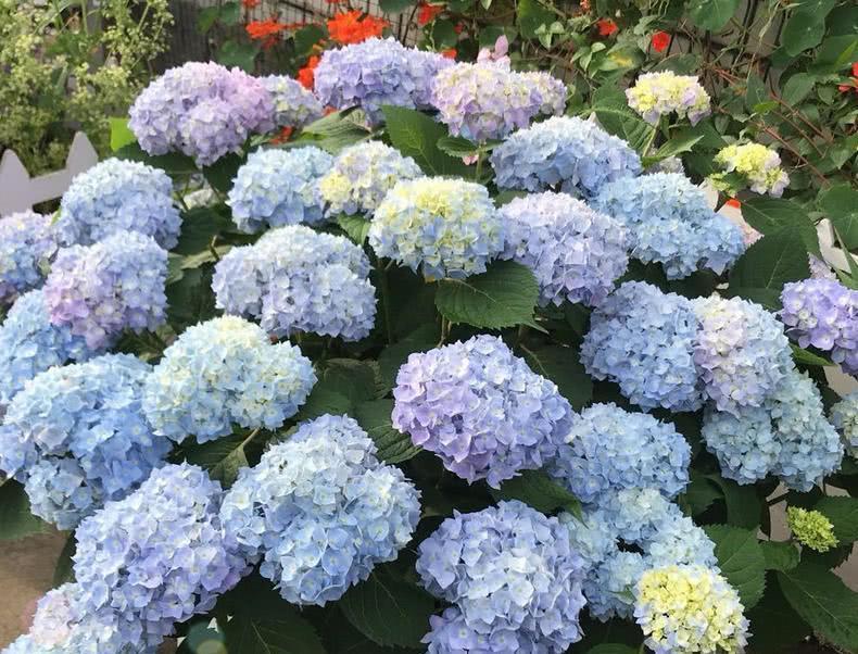 春天|夏天6种花,就是怕太阳,一晒就黄叶,修复不了,太难看