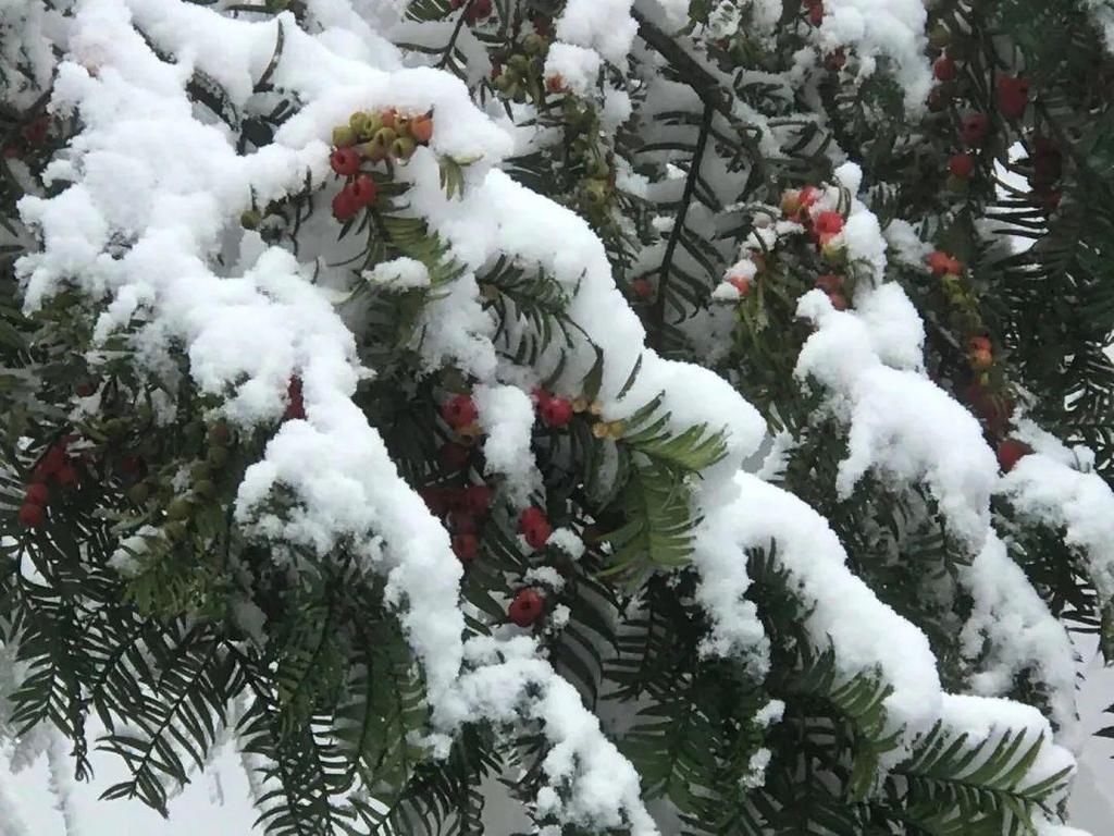 地方|汶川下雪了！这些地方，你最想去哪个？