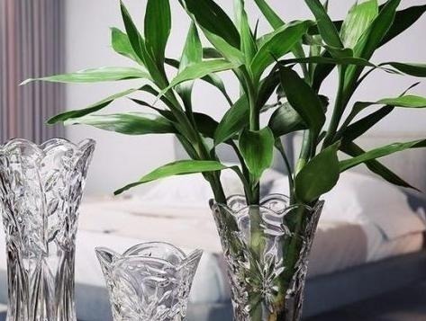 回家悄悄养这几种植物, 没过多久就发财, 有钱人早知道了