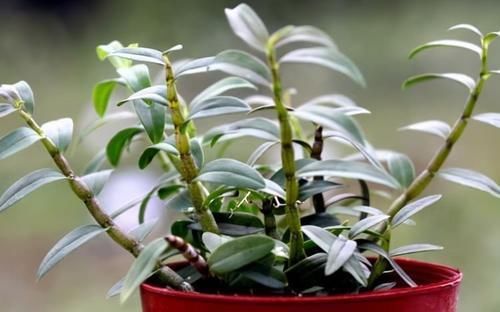 颗粒|它是公认的“养生花”,掌握技巧养好它,随手掐根枝,就能养身体