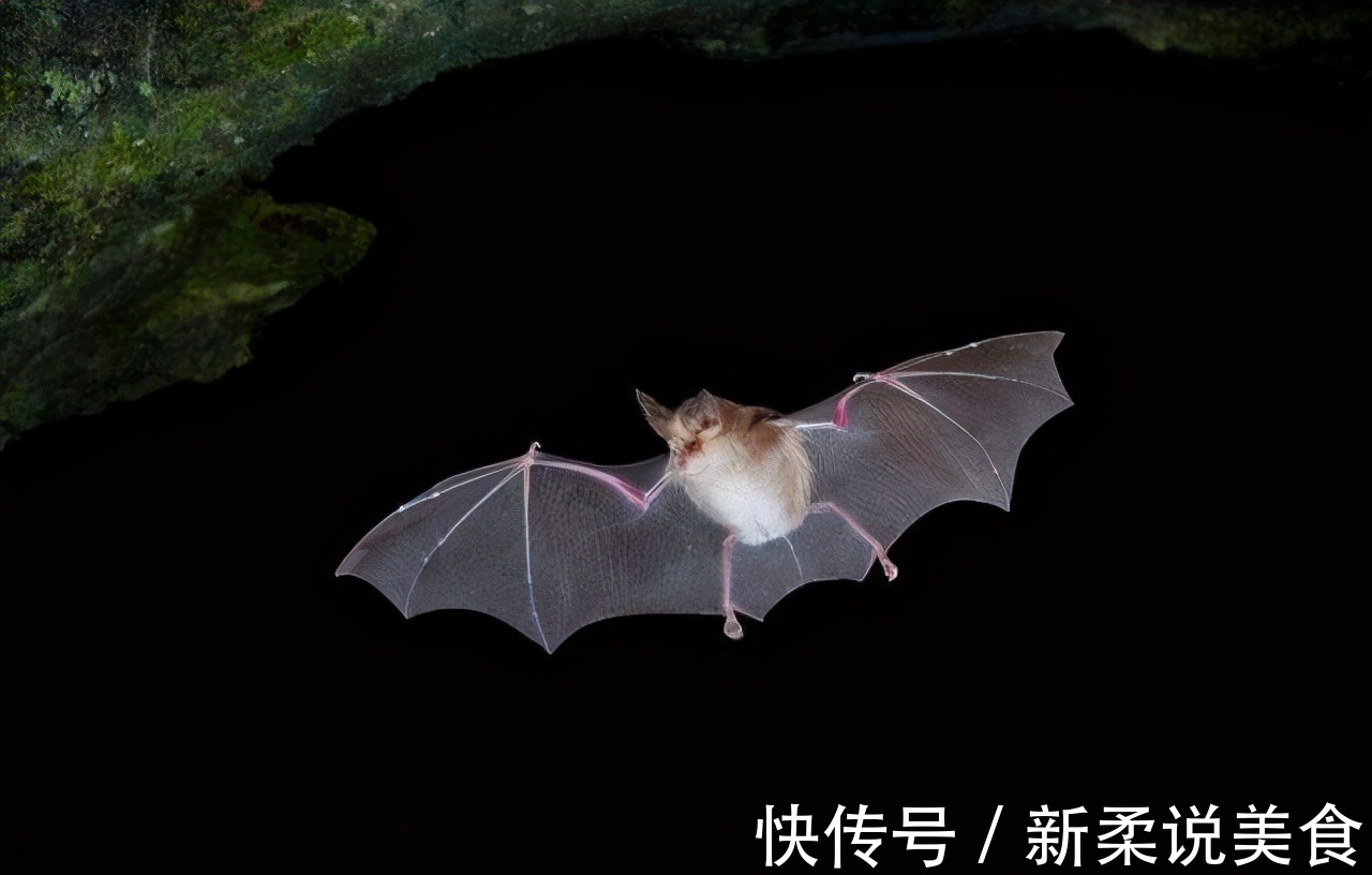 细胞|注射一针疫苗,就能杀死身上所有癌细胞,这种理想离实现有多远