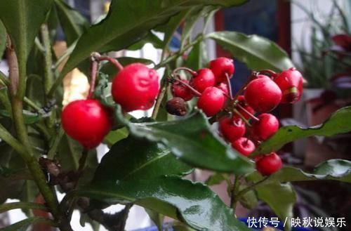 花卉|1种花,名字叫“黄金万两”,养一盆在家,寓意真好