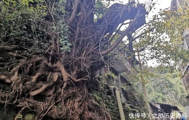 泸州|一叶一如来，千叶宝莲街，泸州茶马古道遗迹探秘