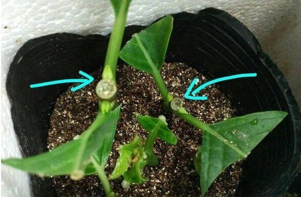 花友们这10种漂亮的花，很快就发芽长根、爆盆开花又招财气！