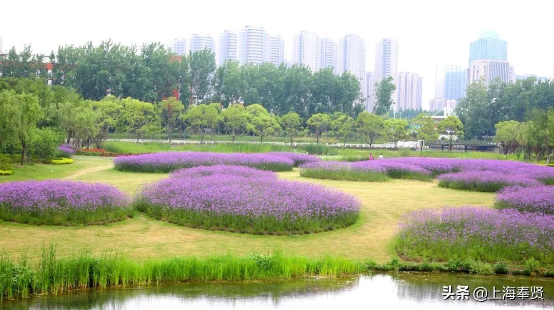 马鞭草|月月有花看，季季有花开！这个“花的世界”惊艳你的一年四季！