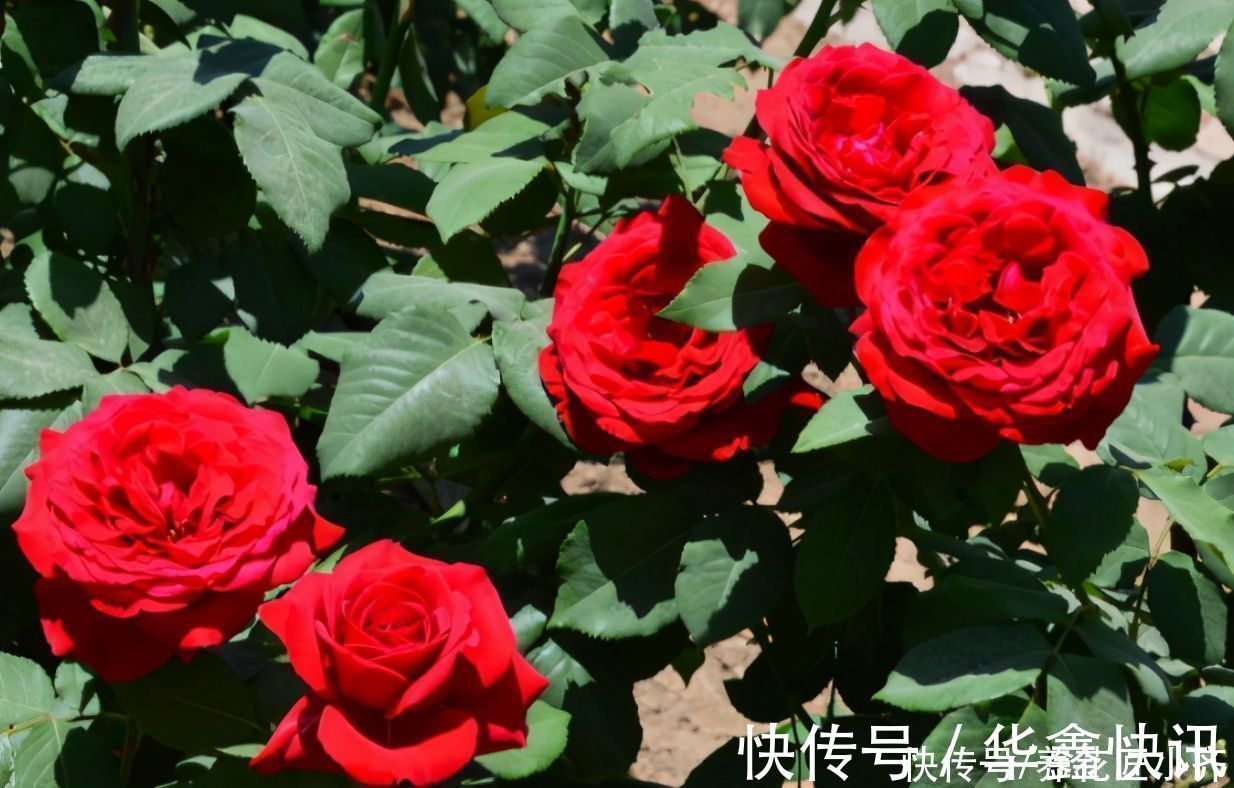 好多人|4种花不适合养在室内，扔在院子里日晒雨淋，反而长得更好