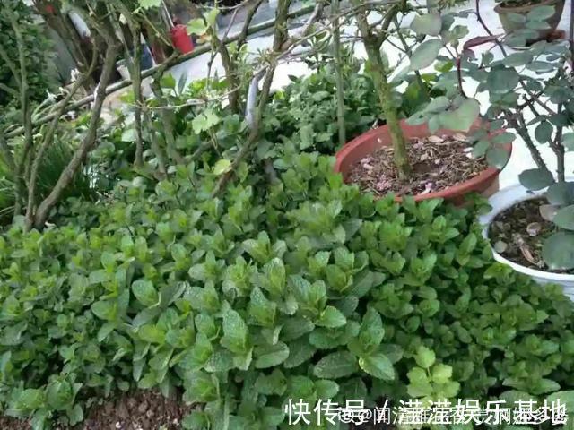 花友|5种花最好别养,根钻得到处都是,砍都砍不尽