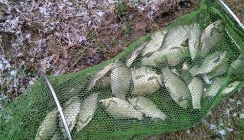 适合初冬使用的几款窝料配方，野钓大板鲫，少不了的好窝料