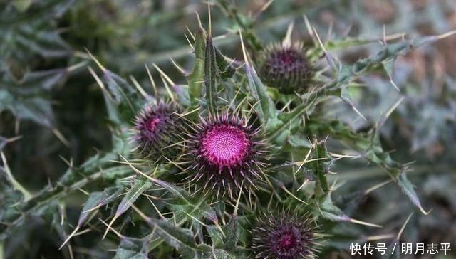 植物|这种“野花”采摘要带工具,摘下直接煮水喝,对人身体好