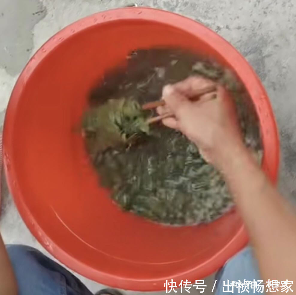 神仙树|农村制作豆腐不用大豆,用这种树叶,晶莹透亮,人称“神仙豆腐”