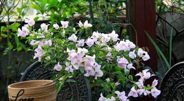 初春养花,把控住这3方面,可免植物被冻坏、被害虫蛰伤