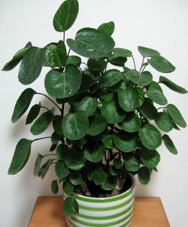 4种花养家里，福运、财运滚滚来，越养越有钱，家家必养