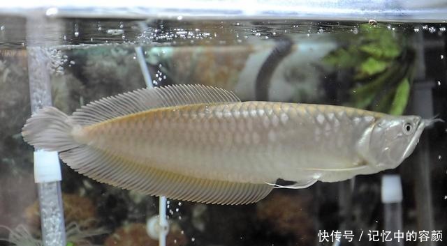 鱼命|下列这些观赏鱼能混养成功,是拿很多鱼命,才能买来的效果