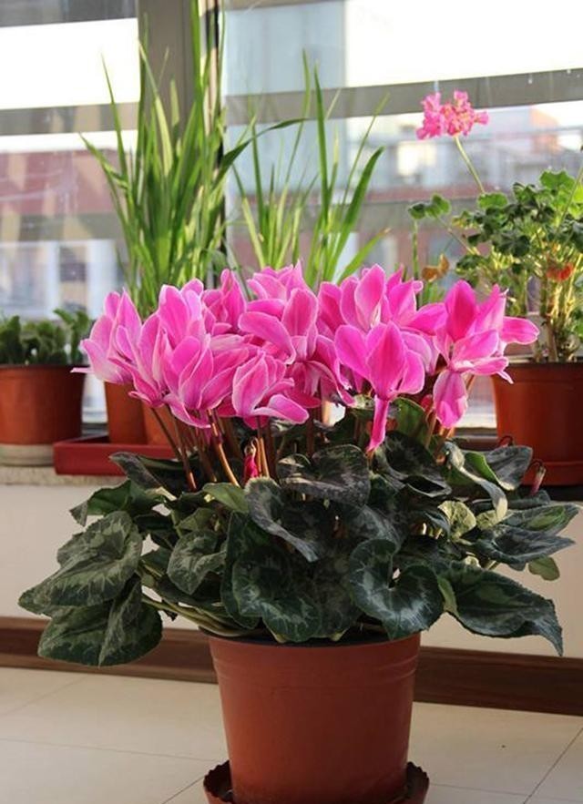 开花|仙客来有“软肋”,绕开3个坑,开花200天,美成花蝴蝶